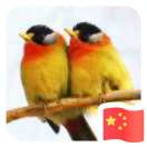 果然小纵队-秀琴曲谱网