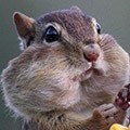 user icon
