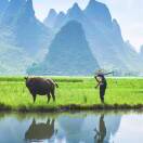 极致单品川枳壳16659656831