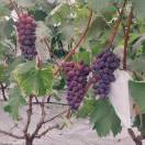 A0梓橦村葡萄采摘园🍇