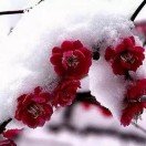 (傲雪寒梅)