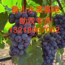 鲁山水果种植基地助农员