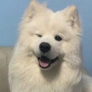 桔子的头像