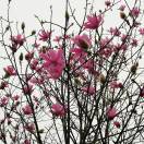 旺苍职中何钢成