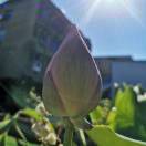 安静的头像-小果迷