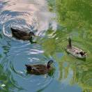 Urbanest St Pancras转租&房东直租