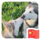 SemiW  阎皇 