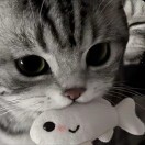 View user_wnm8pkexbilcwbds's Profile