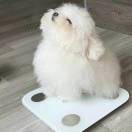 王昕