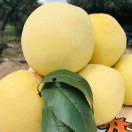 江龙浩燃黄桃种植基地