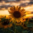 用户97637447的头像-cg男孩