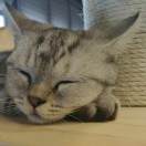 楠斗六星的头像-cg男孩