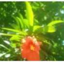 王怡宁