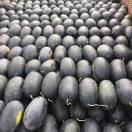 广西产地西瓜代办阿友18776911139