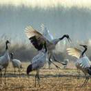 朱鹏强 知味食品 :***