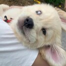 拂晓不辍