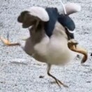 叶月阳