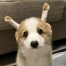 槠肜忄