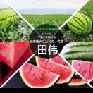 A000宁夏硒砂瓜代办代发@田伟