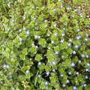 瑞祿-秀琴曲谱网