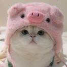 用户10568284的头像-传承国学正统持焰学堂