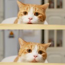 我蟑螂恶霸谁也不服