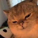 DCY