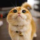 奔跑的锋兄的头像-熵减岛