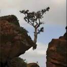 绽放未来 -- 不畏风雨