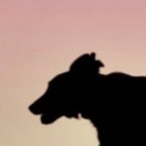 Mightingale's Avatar