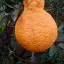 代办精品水果(王均)13795521162