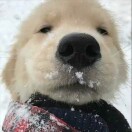 朱颖