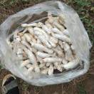 专业鸡腿菇种植