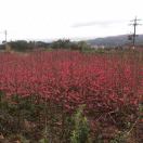 美好的一天17176