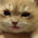 暗自腹誹的头像-资源工坊