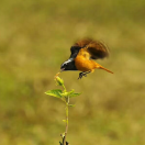 u客直谈实名认证罗永福