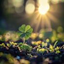 ༄ᐝ芳🍀໊ഒᩚ࿐