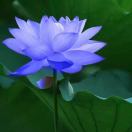 玉侠