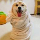 坐在马桶上沉思的头像-cok论坛 - AGREE动漫游戏