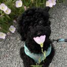 Lucy