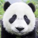 天天的头像-VAM®克苏恩资源社区