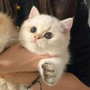 鲤鱼的头像-博士钣金 - www.bsbanjin.com