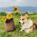 夏天