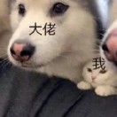 狗带