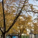 龚俊和张哲瀚的苏糖橘粉丝🍊