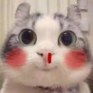 wendel's Avatar