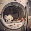 Ni0duann的头像-棉花糖会员站