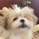 Vox residence转租&房东直租