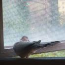 Domain转租&房东直租