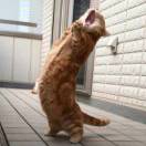 Voltsommer的头像-cg男孩